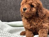 0 Numara Erkek Toy Poodle Yavrumuz