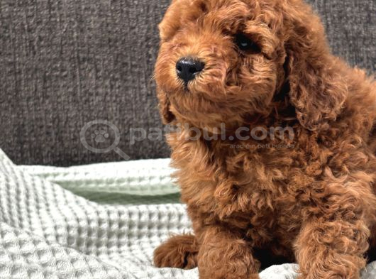 0 Numara Erkek Toy Poodle Yavrumuz görsel