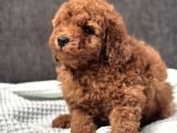 0 Numara Erkek Toy Poodle Yavrumuz