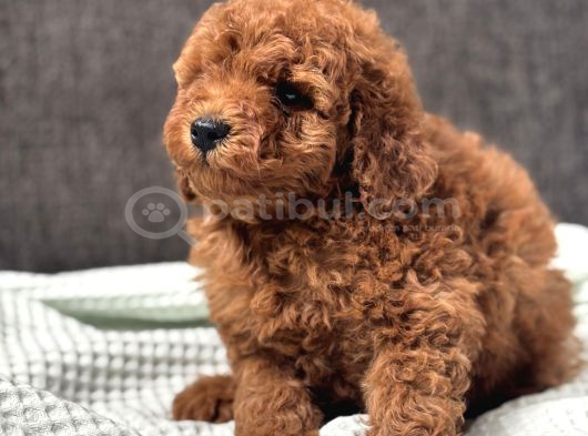 0 Numara Erkek Toy Poodle Yavrumuz görsel