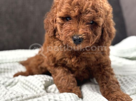 0 Numara Erkek Toy Poodle Yavrumuz görsel
