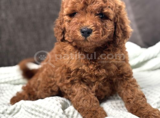 0 Numara Erkek Toy Poodle Yavrumuz görsel