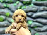 65 Günlük Kore Poodle Yavrular