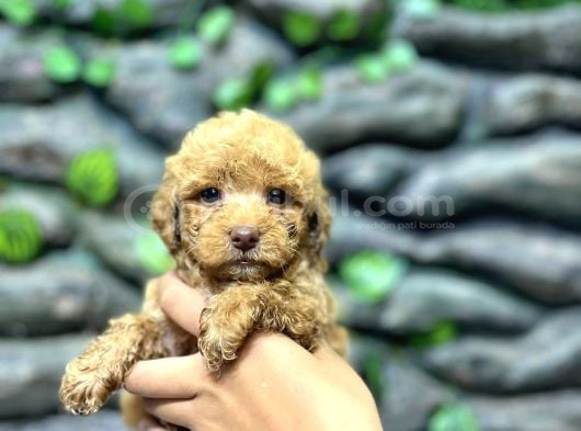 65 Günlük Kore Poodle Yavrular görsel