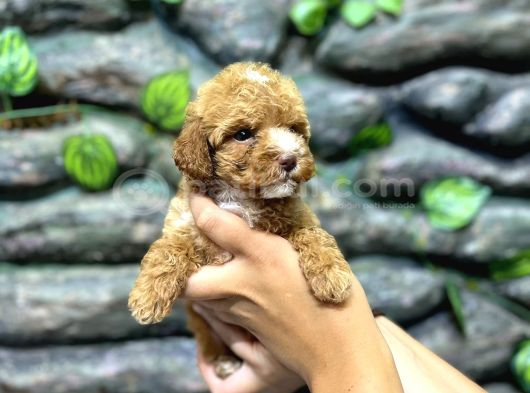 65 Günlük Kore Poodle Yavrular