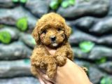 65 Günlük Kore Poodle Yavrular