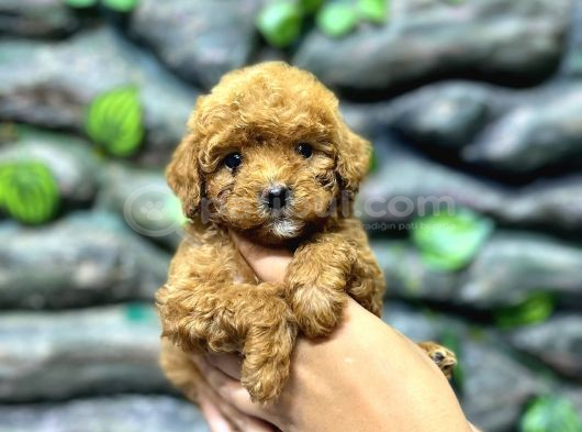 65 Günlük Kore Poodle Yavrular görsel