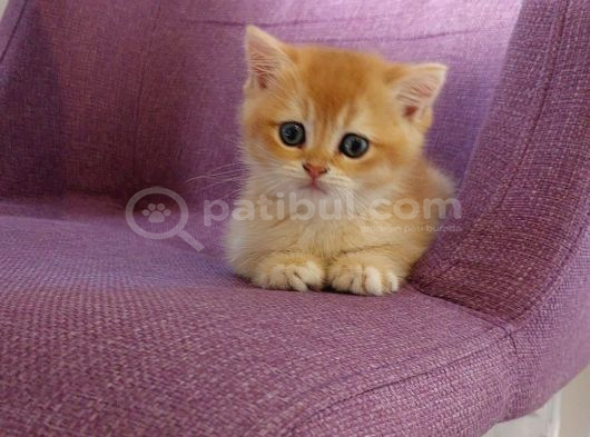 Portakal Rengi Golden Bebekler görsel