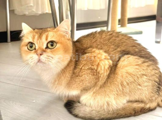 Golden Yeşil Gözlü Yetişkin Prenses