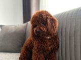 Kore Kan Toy Poodle Yavrulari