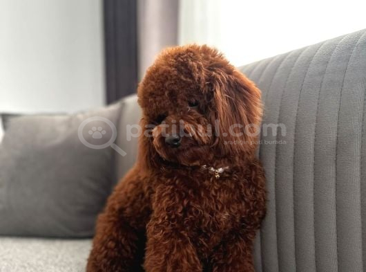 Kore Kan Toy Poodle Yavrulari görsel