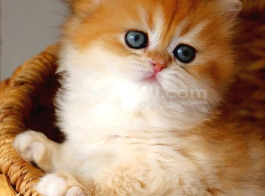 Yumuşak tüyleriyle Golden British Longhair yavrumuz