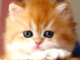 Yumuşak Tüyleriyle Golden British Longhair Yavrumuz