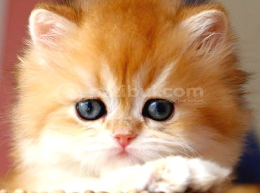 Yumuşak Tüyleriyle Golden British Longhair Yavrumuz görsel