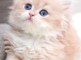 Golden Yeleli Longhair British
