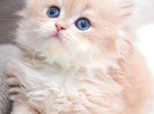 Golden Yeleli Longhair British görsel