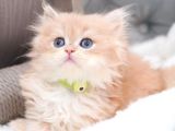 Golden Yeleli Longhair British