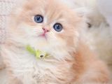Golden Yeleli Longhair British