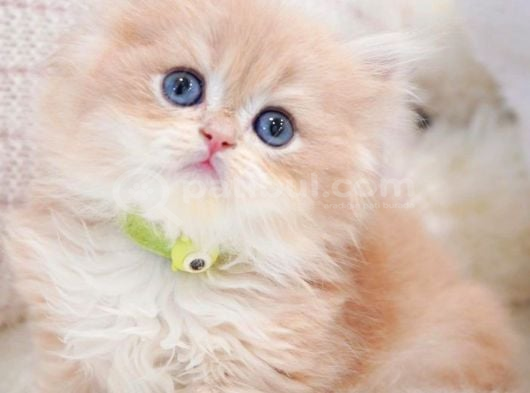 Golden Yeleli Longhair British