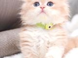 Golden Yeleli Longhair British