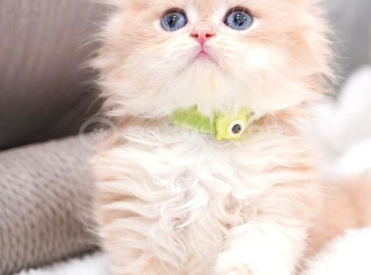 Golden Yeleli Longhair British görsel