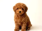 Toy Poodle Sevi̇mli̇ Yavrular Ev Üreti̇mi̇