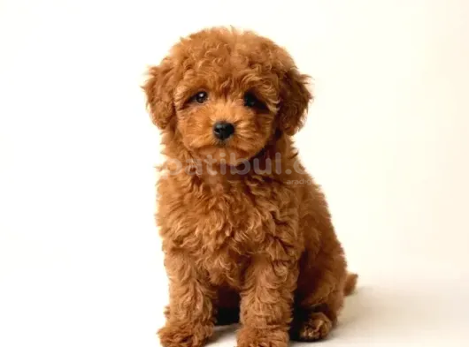 TOY POODLE SEVİMLİ YAVRULAR EV ÜRETİMİ