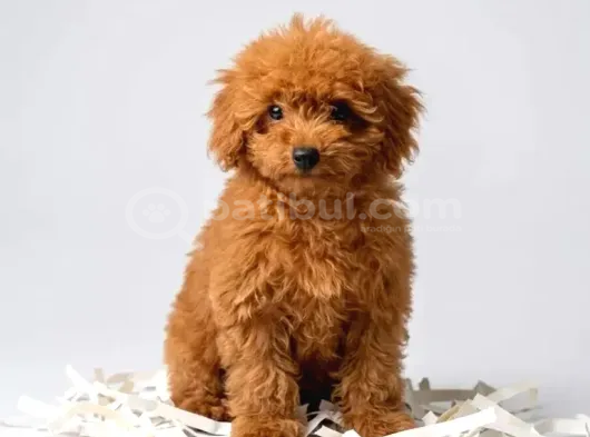 Toy Poodle Sevi̇mli̇ Yavrular Ev Üreti̇mi̇ görsel