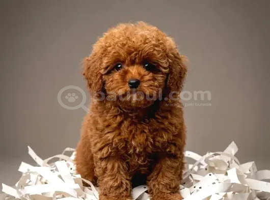 Toy Poodle Sevi̇mli̇ Yavrular Ev Üreti̇mi̇ görsel