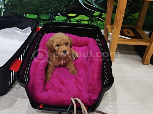 Safkan Toy Poodlle Erkek Tuvalet Eğitimli 4.5 Aylık Oyuncu İstanbul görsel