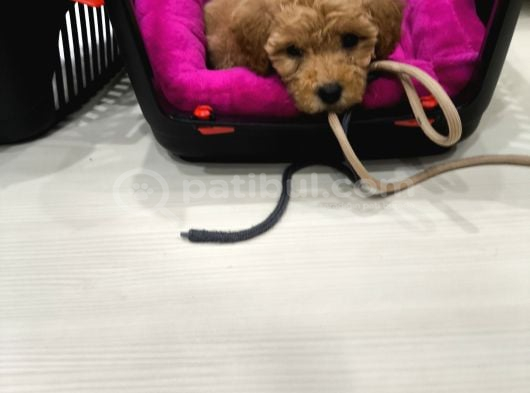 Safkan Toy Poodlle Erkek Tuvalet Eğitimli 4.5 Aylık Oyuncu İstanbul görsel
