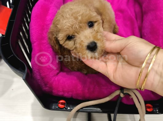 Safkan Toy Poodlle Erkek Tuvalet Eğitimli 4.5 Aylık Oyuncu İstanbul görsel