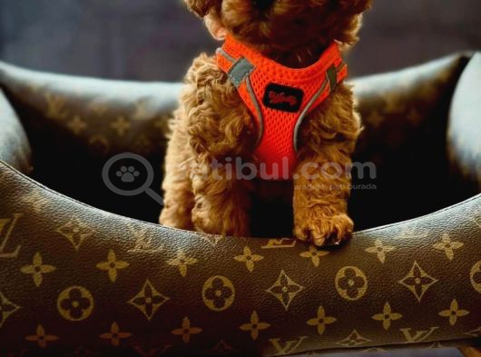 Bebek Surat Red Toypoodle Yavrularımız Sizlerle görsel