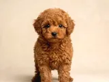 Kipkirmizi Red Toy Poodle Sevi̇mli̇ Yavrular