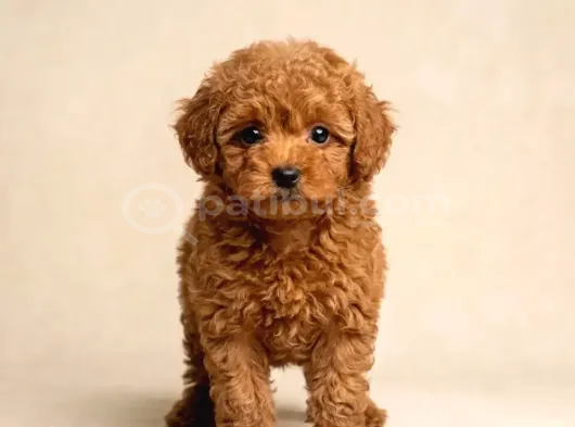 Kipkirmizi Red Toy Poodle Sevi̇mli̇ Yavrular