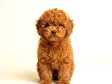 Kipkirmizi Red Toy Poodle Sevi̇mli̇ Yavrular