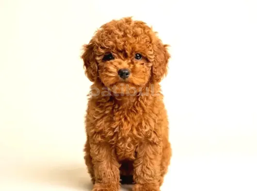 Kipkirmizi Red Toy Poodle Sevi̇mli̇ Yavrular görsel