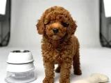 Kipkirmizi Red Toy Poodle Sevi̇mli̇ Yavrular