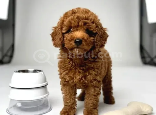 Kipkirmizi Red Toy Poodle Sevi̇mli̇ Yavrular görsel
