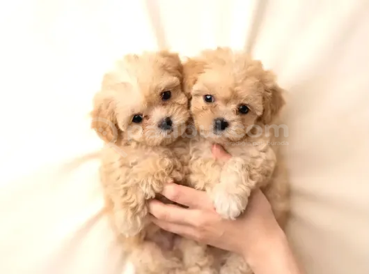 Kahve Tonlu Malti̇poo Ci̇nsi̇ Yavrular