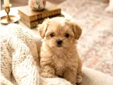 Kahve Tonlu Malti̇poo Ci̇nsi̇ Yavrular
