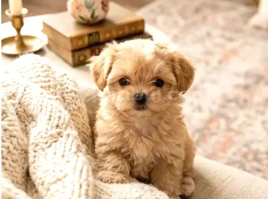 Kahve Tonlu Malti̇poo Ci̇nsi̇ Yavrular görsel