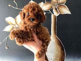 En Tatlı Poodle Bebeklerim Ailesini Bekliyor