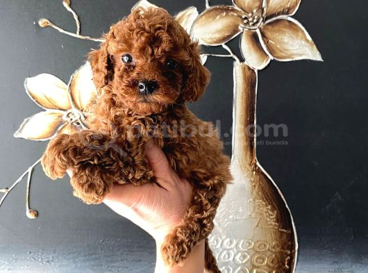 En Tatlı Poodle Bebeklerim Ailesini Bekliyor görsel