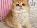 Muhteşem Golden British Shorthair