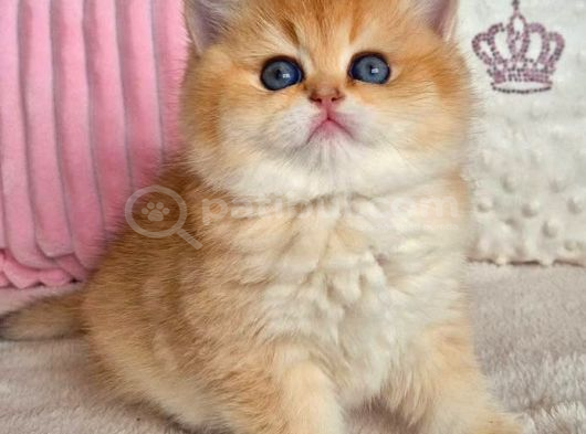 Muhteşem Golden British Shorthair