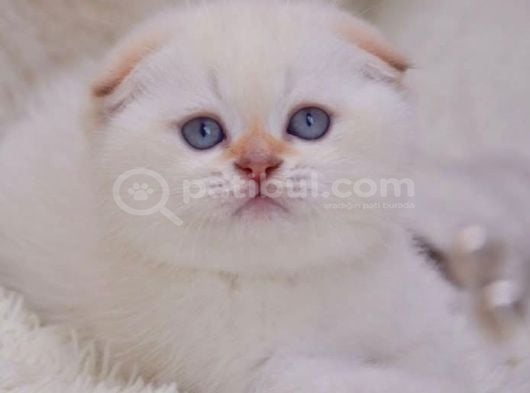 Göz alıcı silver scottish fold