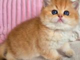 Muhteşem Golden British Shorthair