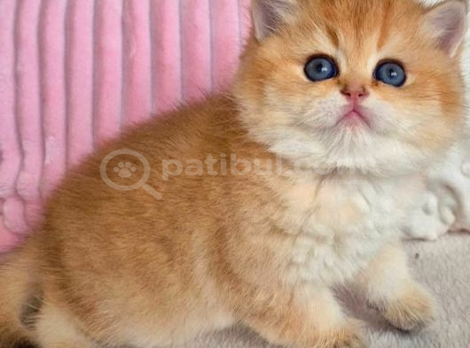 Muhteşem Golden British Shorthair görsel
