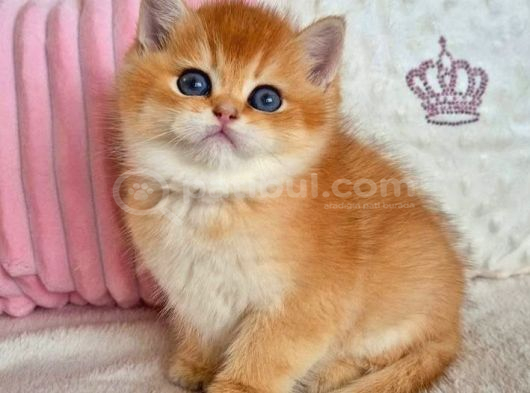 Muhteşem Golden British Shorthair görsel